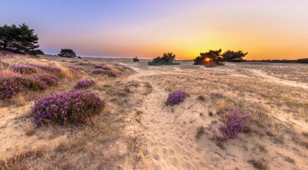Bezoekers kunnen dit weekend heideplanten plukken op de Hoge Veluwe