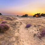 Bezoekers kunnen dit weekend heideplanten plukken op de Hoge Veluwe