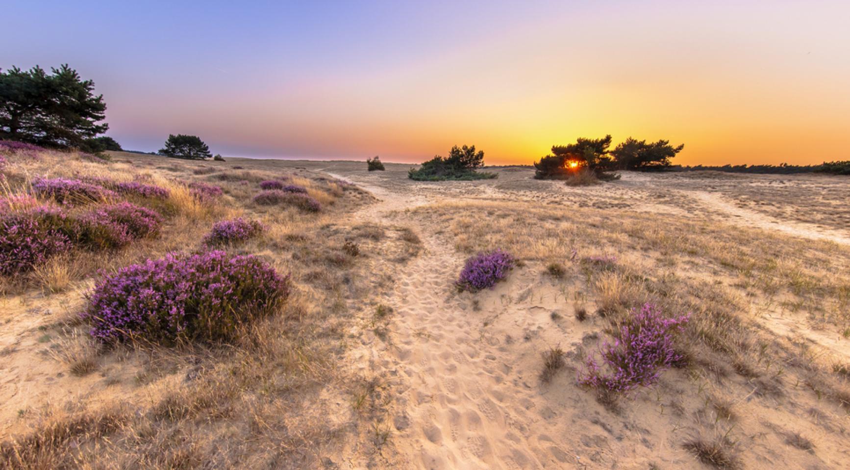 Bezoekers kunnen dit weekend heideplanten plukken op de Hoge Veluwe
