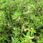 Deel van strand op Terschelling afgesloten wegens watercrassula met bedreiging voor biodiversiteit