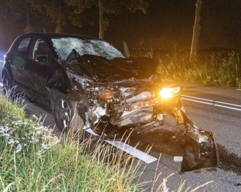 Drie waterbuffels doodgereden na aanrijding met auto in Assendelft
