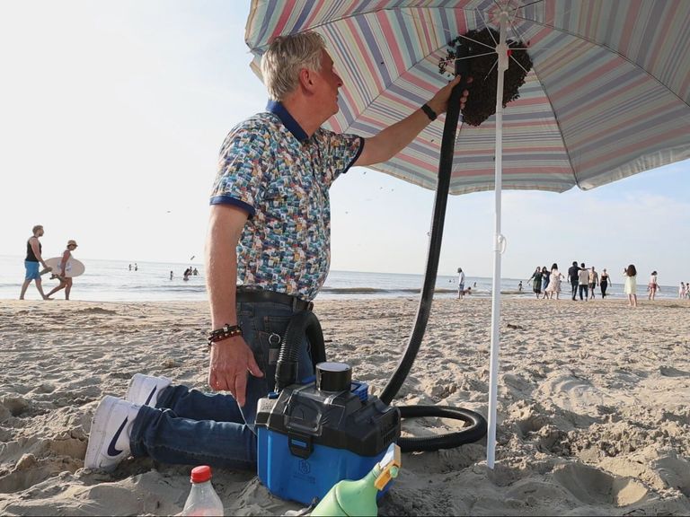 Duizenden bijen vinden onderdak onder parasol op strand van Zandvoort