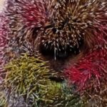 Egel ingesmeerd met neonverf en schoongewassen met tandenborstel