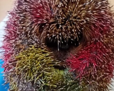 Egel ingesmeerd met neonverf en schoongewassen met tandenborstel