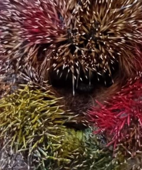 Egel ingesmeerd met neonverf en schoongewassen met tandenborstel