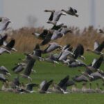 Geschoten ganzen worden voortaan op het menu aangeboden in plaats van weggegooid