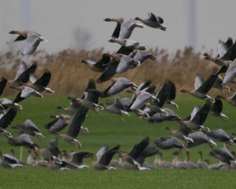 Geschoten ganzen worden voortaan op het menu aangeboden in plaats van weggegooid