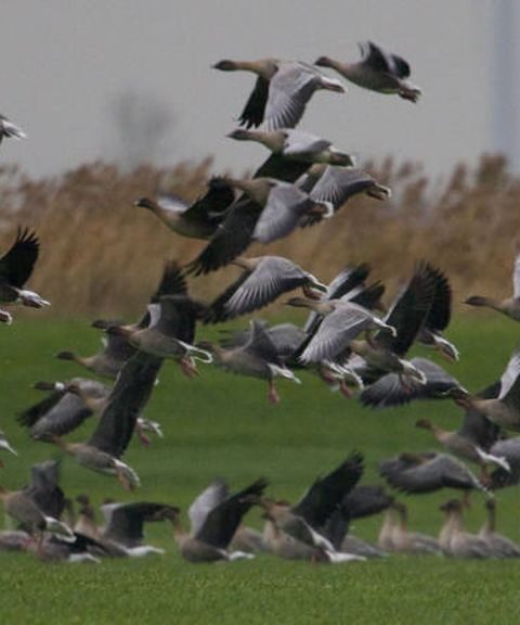 Geschoten ganzen worden voortaan op het menu aangeboden in plaats van weggegooid