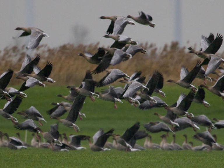 Geschoten ganzen worden voortaan op het menu aangeboden in plaats van weggegooid