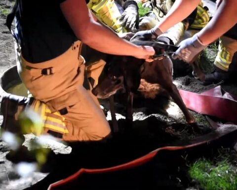 Hond gered na 1,5 dag uit diepe rioolput in Wetering