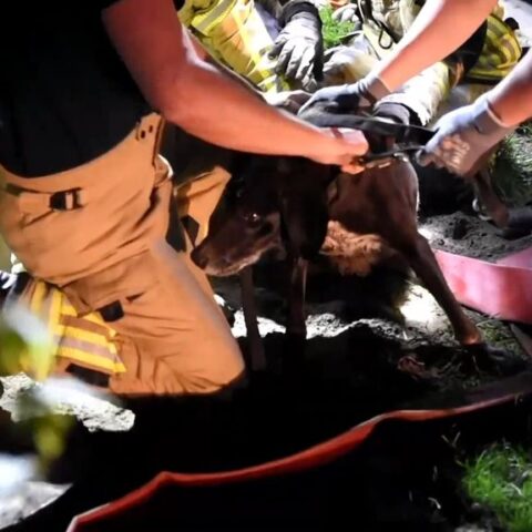 Hond gered na 1,5 dag uit diepe rioolput in Wetering
