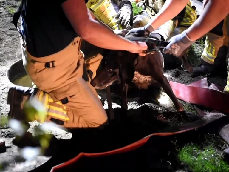 Hond gered na 1,5 dag uit diepe rioolput in Wetering