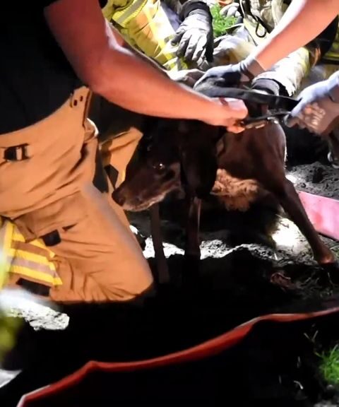Hond redt uit diepe rioolput na 1,5 dag in Wetering