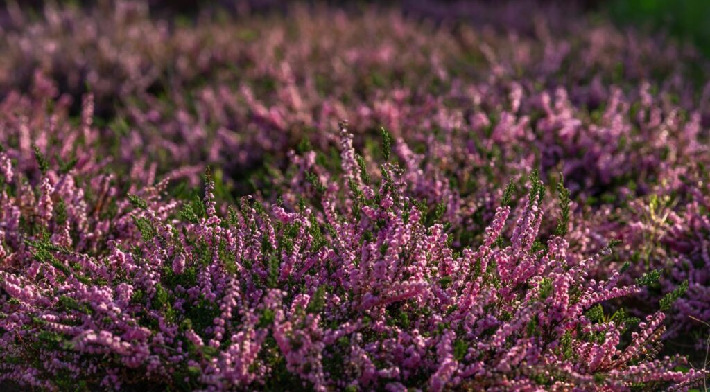 Honderden deelnemers aan heide-snoeievent in De Hoge Veluwe ter ondersteuning van natuurbehoud