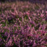 Honderden deelnemers aan heide-snoeievent in De Hoge Veluwe ter ondersteuning van natuurbehoud