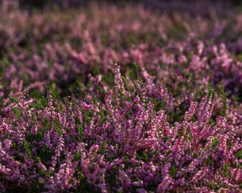 Honderden deelnemers aan heide-snoeievent in De Hoge Veluwe ter ondersteuning van natuurbehoud
