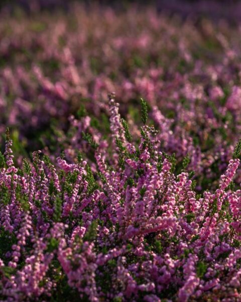 Honderden deelnemers aan heide-snoeievent in De Hoge Veluwe ter ondersteuning van natuurbehoud