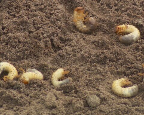 Korfbaltoernooi in Noordwolde afgelast door engerlingen in het gras