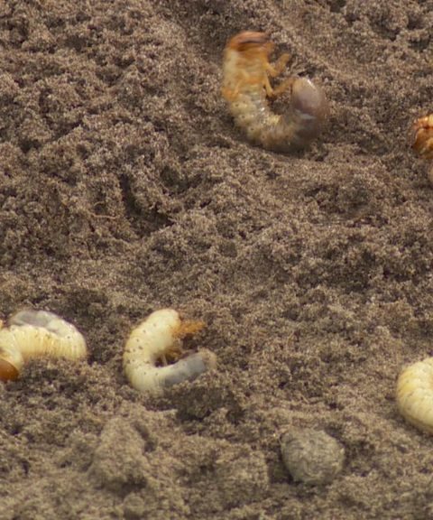 Korfbaltoernooi in Noordwolde afgelast door engerlingen in het gras