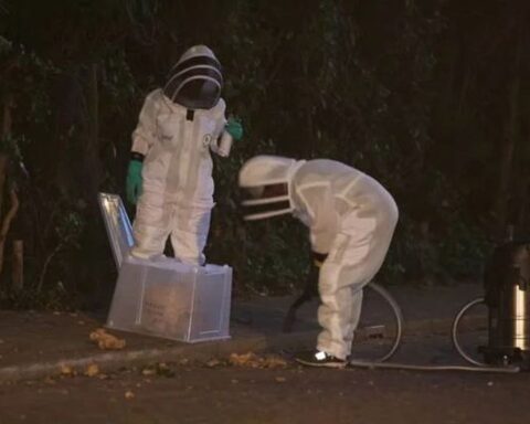 Nest van Aziatische hoornaars valt uit boom in Den Bosch, politie sluit omgeving af