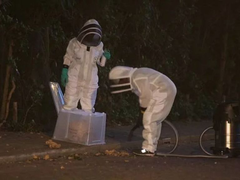 Nest van Aziatische hoornaars valt uit boom in Den Bosch, politie sluit omgeving af
