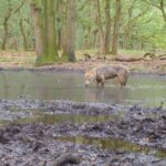 Oirschot waarschuwt voor nepnieuws over vermeende wolvenaanval