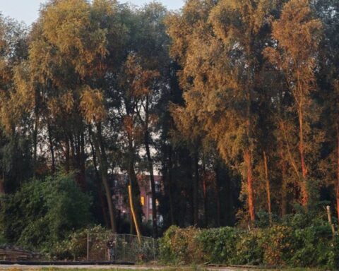 Omstreden kap van het Betonbos in Groningen wordt hervat na stillegging vanwege beschermde diersoorten
