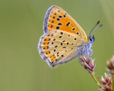 Onderzoeker bij vlinderstichting bedreigd na rapport over pesticiden