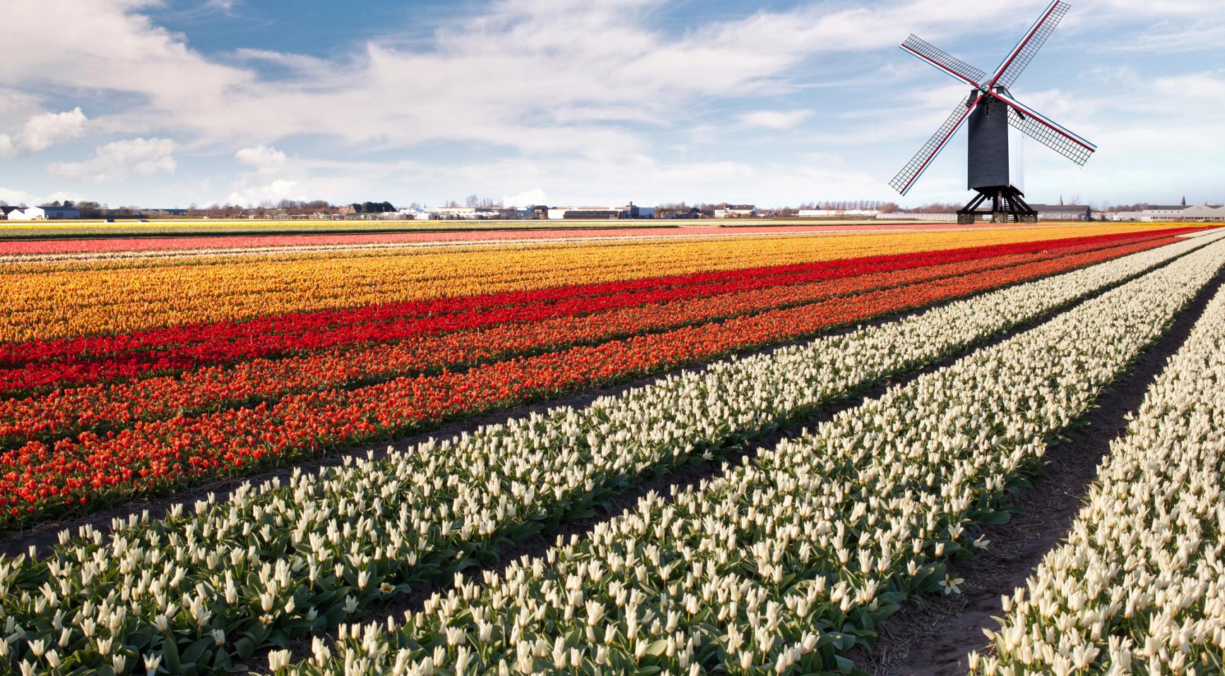 Partij voor de Dieren eist 5% van ВВП Нидерландов на климат и природу