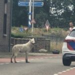 Politie doodt ontsnapte wolfhond in Belfeld na aanvallen op schapen