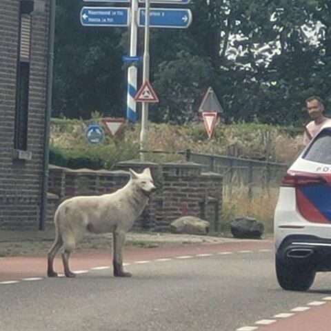 Politie doodt ontsnapte wolfhond in Belfeld na aanvallen op schapen