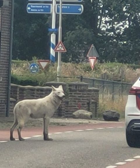 Politie doodt ontsnapte wolfhond in Belfeld na aanvallen op schapen
