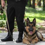 Politie doorzoekt bos na aanval op vrouw in Zeist, verdachte gelinkt aan eerdere incidenten