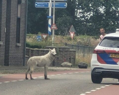 Politie schiet ontsnapte wolfshond dood na aanval op schapen in Belfeld