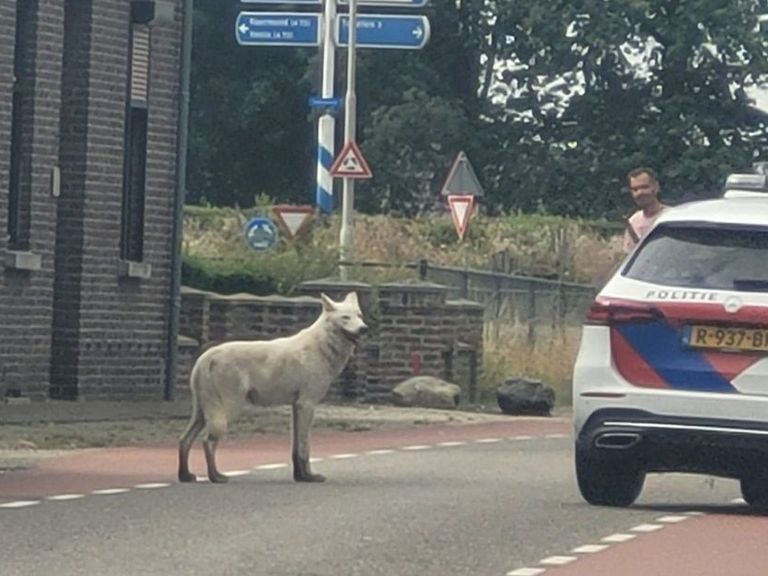 Politie schiet ontsnapte wolfshond dood na aanval op schapen in Belfeld