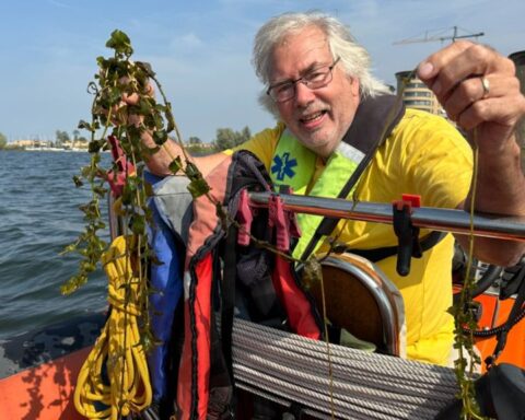 Problemen door snelgroeiende waterplanten in Nederlandse meren: 'Het stinkt naar rotte eieren'