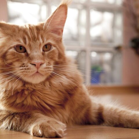 Rotterdamse politie neemt 31 zieke en verwaarloosde Maine Coon katten in beslag