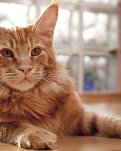 Rotterdamse politie neemt 31 zieke en verwaarloosde Maine Coon katten in beslag