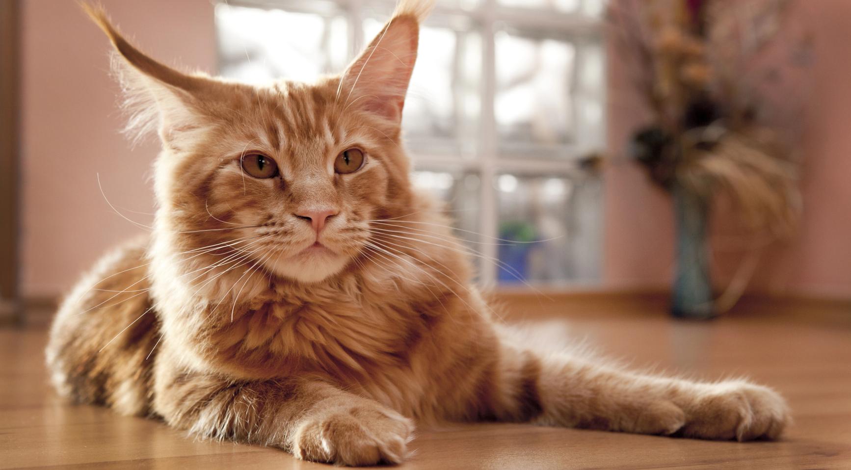 Rotterdamse politie neemt 31 zieke en verwaarloosde Maine Coon katten in beslag