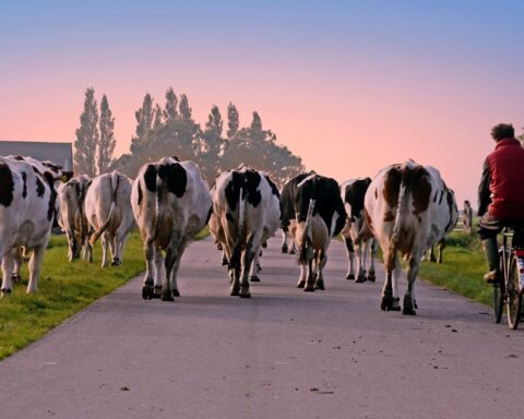 Steeds meer jonge boeren in Nederland; één op de tien is nu onder de 40
