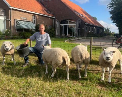 Te weinig schapen zorgen voor annulering van Texelse schapenfokdag na 115 jaar