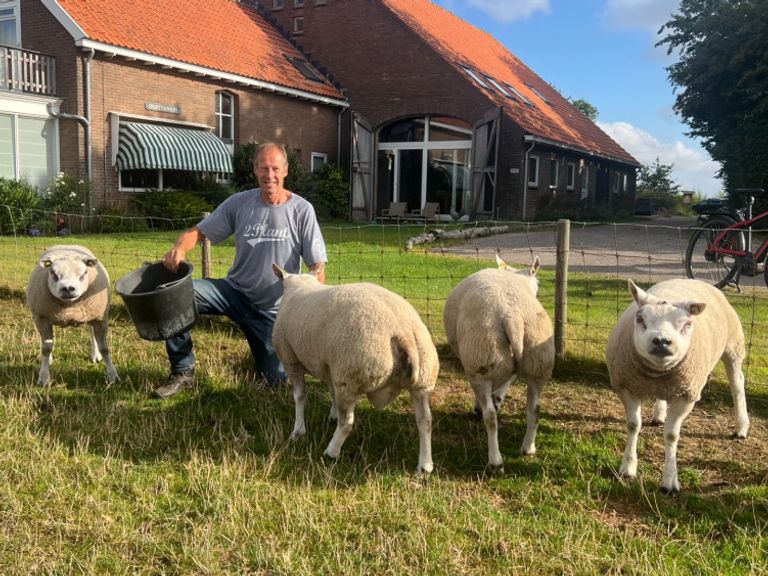 Te weinig schapen zorgen voor annulering van Texelse schapenfokdag na 115 jaar