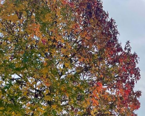 Vroeg herfstblad in Nederland door aanhoudende droogte