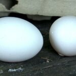 Vrouw ontdekt perfect rond ei in eierdoos: 'Dacht dat het een golfbal was'