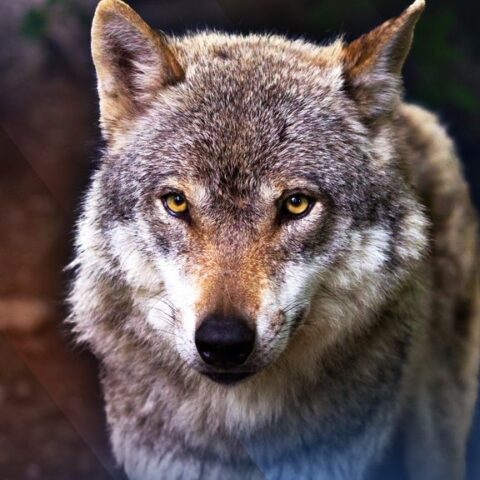 Wolf neemt zomerpauze; aantal aanvallen op schapen vermindert aanzienlijk