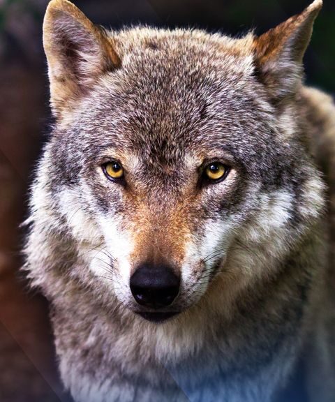 Wolf neemt zomerpauze; aantal aanvallen op schapen vermindert aanzienlijk