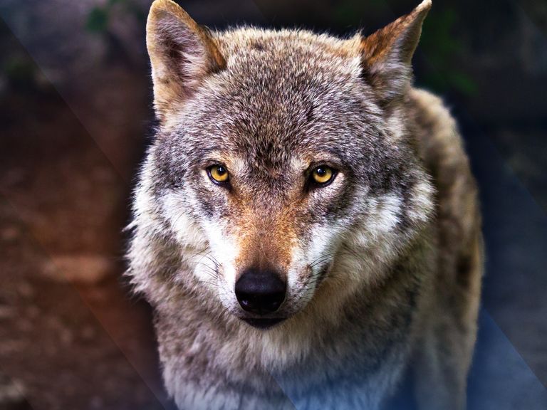 Wolf neemt zomerpauze; aantal aanvallen op schapen vermindert aanzienlijk