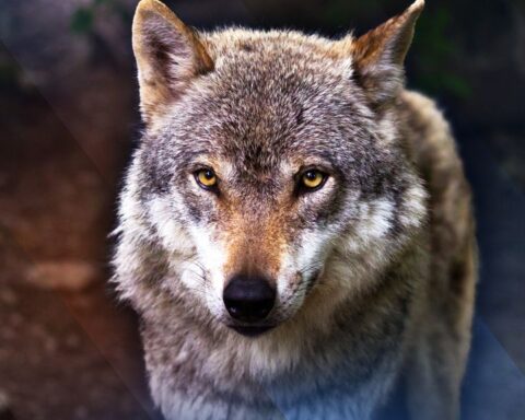 Wolf neemt zomerpauze, aanvallen op schapen verminderen aanzienlijk