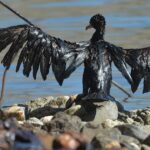 Grote olievervuiling vastgesteld in de Kola-baai
