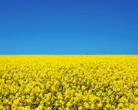 Oekraïense graanexport naar Europa verdubbelt ondanks oorlog